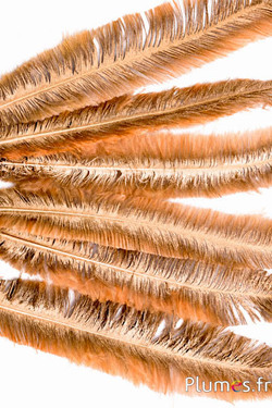 Strauß - Metallic Edge - 27-33 cm - Honig-gold